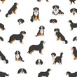 Bernese mountain dog seamless, pattern. Different poses, Bernese sennenhund puppy.