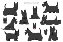 Scottish Terrier Dogs In Different Poses And Coat Colors. Adult And Puppy Scottie Set