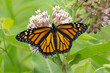 Butterfly 2020-8 / Monarch butterfly (Danaus plexippus)