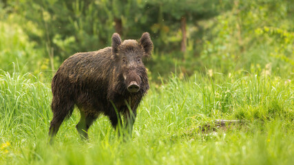Wall Mural - alert wild boar, sus scrofa, looking into camera on green meadow in spring nature. interested animal