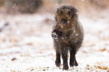 Wall Mural - young wild boar, sus scrofa, walking on meadow during snowing in winter. little piglet moving on sno