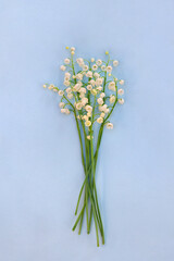 Wall Mural - white flowers lily of the valley ( convallaria majalis, may bells, may lily ) on a blue paper backgr