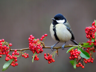 Sticker - Great tit, Parus major