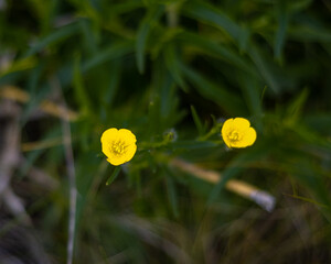 yellow small flowers of wildflowers two pieces