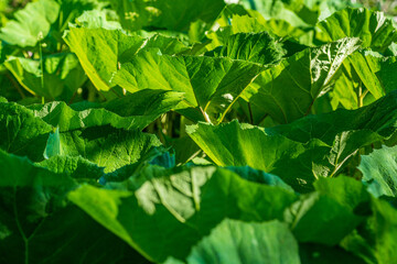 Canvas Print - Large jungle-like green leaves in sunlight