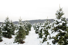 Snow Covered Christmas Tree Farm