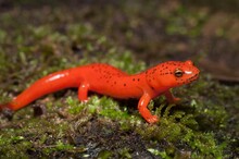Vibrant Colorful Beautiful Young Juvenile Northern Red Salamander Posing On Moss