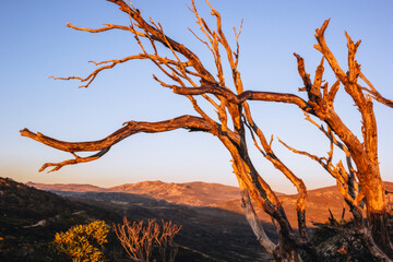 Wall Mural - Kosciuszko National Park