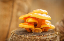 Beautiful Orange Mushrooms Grow On The Tree Stump