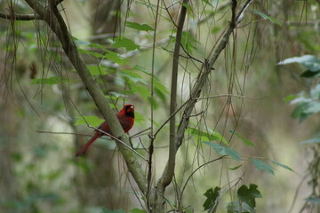 Canvas Print - Cardinal