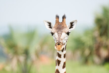 A Giraffe Portrait In Uganda Safari 