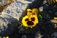 Yellow, Black  Colors Of Flowers, Viola On The Edge Of The Stone,  Close Up Viola Photo 