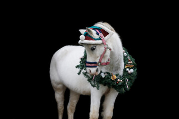 Welsh Pony mit Weihnachtsoutfit