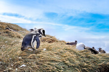 Magellanic Penguins On The Shores Of The Magdalena Island, During A Sunny Day.