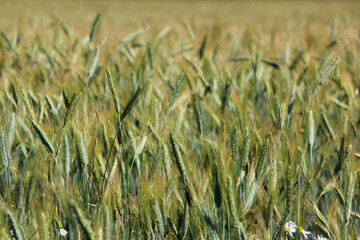 rye field in the process of grain ripening. a whole field of green ears. August, Russia