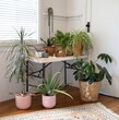 Group of indoor potted plants in white room with wooden floor and table