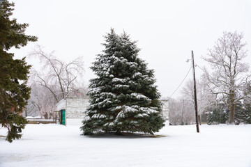 Snow Covered Tree