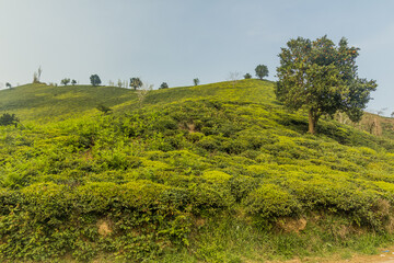 Wall Mural - Tea gardens near Lahijan, Gilan province, Iran