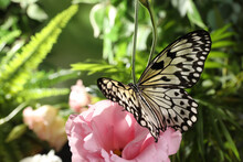 Beautiful Rice Paper Butterfly On Pink Flower In Garden