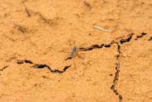 Baby Spider On The Cracked Dry Earth
