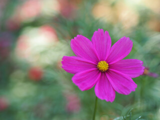 Dark Pink color flower, sulfur Cosmos, Mexican Aster flowers are blooming beautifully springtime in the garden, blurred of nature background