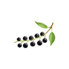 Wall Mural - Bird cherry berries fruits, food from farm garden and wild forest, vector flat isolated icon. Bird cherries bunch ripe harvest for jam or juice desserts