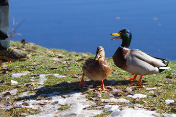 A family of Mallard ducks near the lake asking for food on a beautiful Sunny autumn day