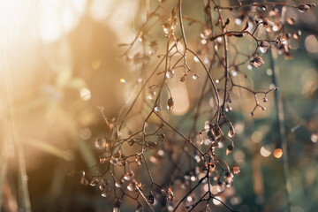 Wall Mural - Water droplets on leaves