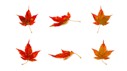various views of the front, side, and back views of autumn red maple leaves. design elements and bac