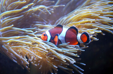 Wall Mural - close up on red clownfish in the coral reef