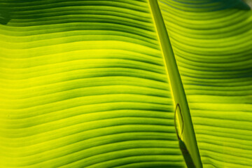 Banana leaf green background wall leaves texture line plant fresh pattern closeup life tropical abstract.Abstract green background of banana leaf with shade and light.