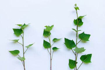 Wall Mural - Sweet potato leaves on white background.