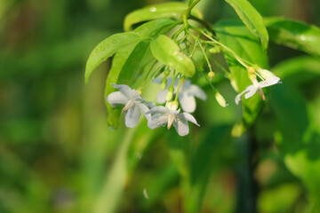 Canvas Print - Wild water plum flower are blooming