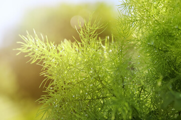 Poster - Asparagus fern are growing up