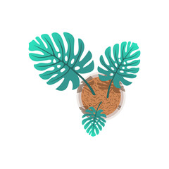 illustration of a monstera tree in white background