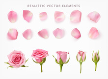 Realistic Vector Elements Set Of Pink Roses. Pink Petals Of Rose Flower, Bud And An Open Flower Isolated On White.