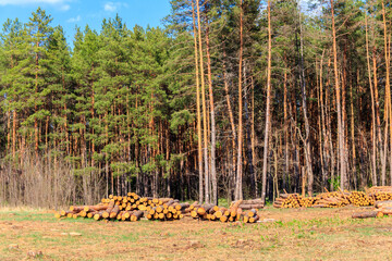 Wall Mural - Stacked tree trunks felled by the logging timber industry in pine forest