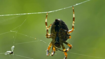 The brown spider on the web scratching his feet with the bug on the side of the web