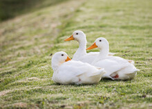 Pekin Or White Pekin Ducks Laying On The Grass Looking At The Camera