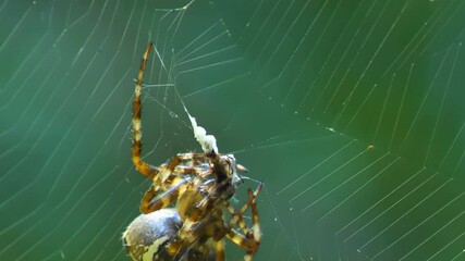 The big brown spider eating the bug on the web in the forest