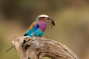 Wall Mural - lilac breasted roller perched on a branch with a frog in its beak.