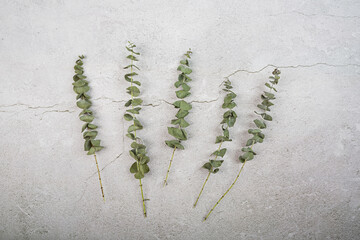 Wall Mural - Flowers holiday composition. Eucalyptus flowers on branch on gray concrete background. Flat lay, top view, copy space, mockup