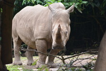 The White Rhinoceros Or Square Lipped Rhinoceros, Ceratotherium Simum Is The Largest Extant Species Of Rhinoceros.