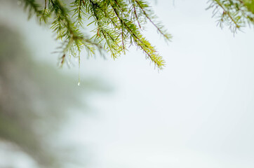 Spruce branch covered with snow and raindrop. Copy space for your text