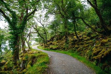 Wall Mural - Glenveagh National Park, Donegal in Northern Ireland. Beautiful rough landscape with green moss forest, lake, park and waterfall, second largest park of the country. Gleann Bheatha in Irish language