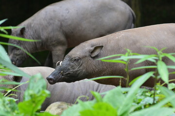 Wall Mural - The babirusas,  Babyrousa babyrussa  also called deer pigs and Indonesian locally name is babi rusa.