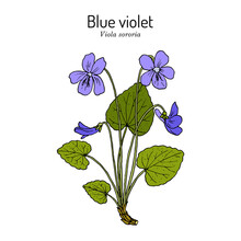 Blue Violet Viola Sororia , Medicinal Plant