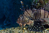 Fototapeta Do akwarium - Red lionfish