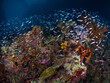 © Mike Workman - Fish schooling above coral reef during sunset