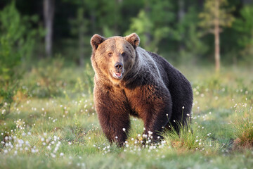 Poster - The brown bear (Ursus arctos), a large male in the Finnish taiga. Big bear in the green grass of the Scandinavian taiga.